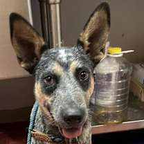 adopt-pet