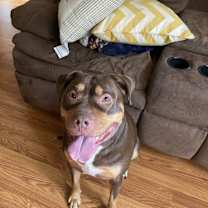 Thumbnail photo of Rocco #1