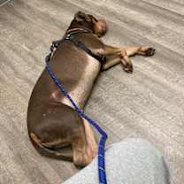 Thumbnail photo of Rocco #2