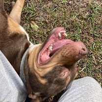 Thumbnail photo of Rocco #3