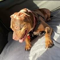 Thumbnail photo of Rocco #4