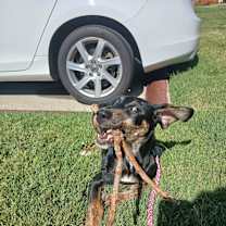 Thumbnail photo of Lucille/Lucy(Lulu) #2