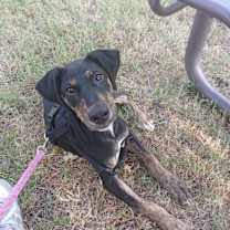 Thumbnail photo of Lucille/Lucy(Lulu) #4