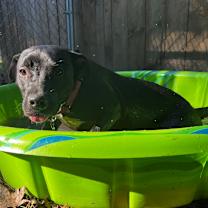 Thumbnail photo of Nova @ Foster #3