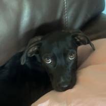 adopt-pet