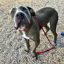 adopt-pet