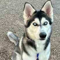 adopt-pet
