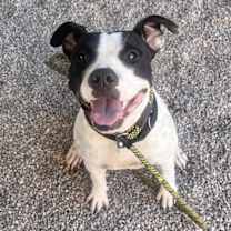 adopt-pet