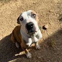 Thumbnail photo of Jubilee 5581 #2