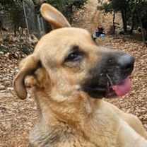 Thumbnail photo of Raven (Lebanon) - nt #2