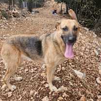 Thumbnail photo of Raven (Lebanon) - nt #3