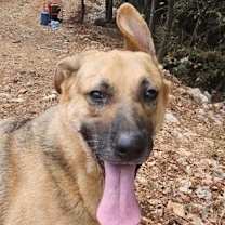 Thumbnail photo of Raven (Lebanon) - nt #4