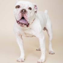 adopt-pet
