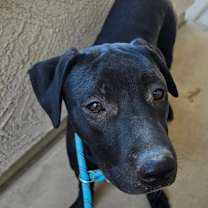 adopt-pet