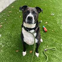 Thumbnail photo of Polaris #2