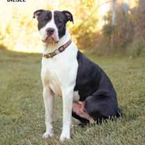 adopt-pet