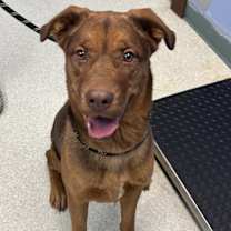 adopt-pet