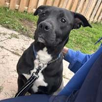 adopt-pet