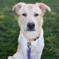adopt-pet