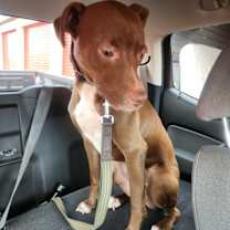 Thumbnail photo of reese #1