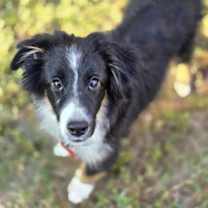 Thumbnail photo of Rambler #2