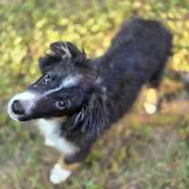 Thumbnail photo of Rambler #4