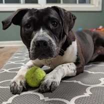 Thumbnail photo of Lovie #2