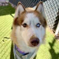 adopt-pet
