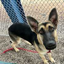 adopt-pet