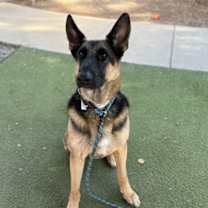 adopt-pet