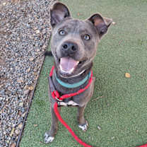 adopt-pet