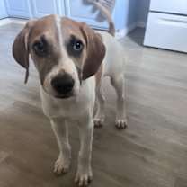 Thumbnail photo of Patriot #1