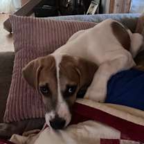 Thumbnail photo of Patriot #2