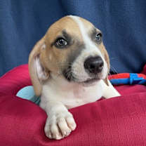 Thumbnail photo of Patriot #3