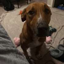 Thumbnail photo of Kong #2