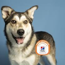 adopt-pet