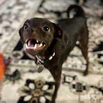 Thumbnail photo of Olive #2