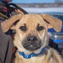 Thumbnail photo of Puck #1