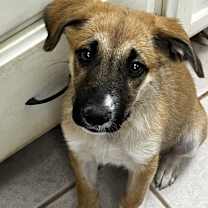 adopt-pet