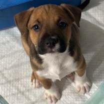 Thumbnail photo of Uranus (Space) #1