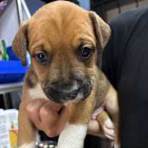 Thumbnail photo of Uranus (Space) #3