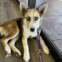 adopt-pet