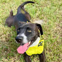 Thumbnail photo of Raven #1