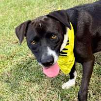 Thumbnail photo of Raven #2