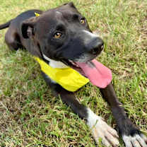 Thumbnail photo of Raven #3