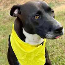 Thumbnail photo of Raven #4