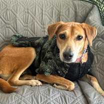 adopt-pet