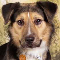adopt-pet