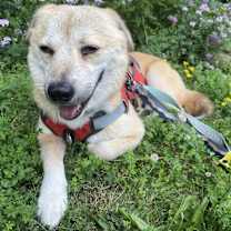 adopt-pet