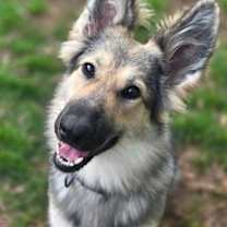 adopt-pet